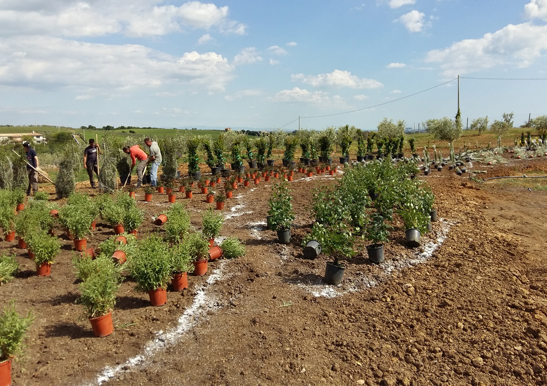 giardino-a-pescia-fiorentina-lavori-in-corso